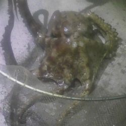 タコ、メバルなど